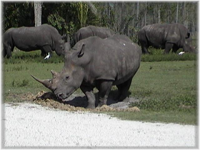 WHITE RHINOCEROS 0260